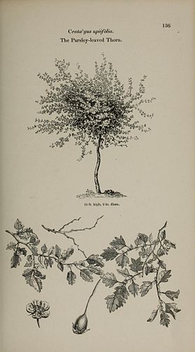 Crataegus marshallii